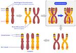 Do Linked Genes Cosegregate?