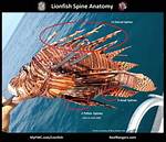 Do Lionfish Have Teeth?