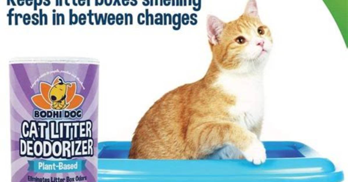 Do Litter Boxes Smell?