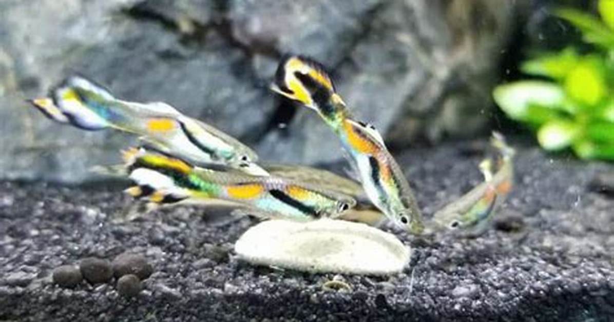 Do Livebearers Need Salt?