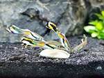Do Livebearers Need Salt?