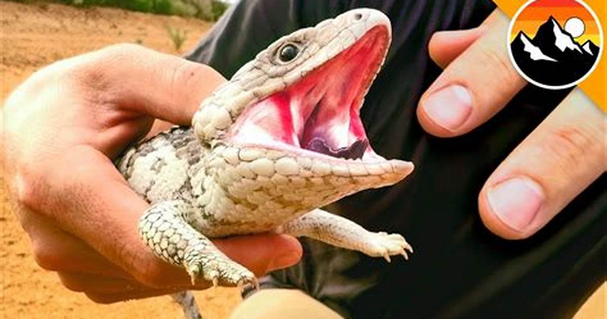 Do Lizards Bite