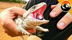 Do Lizards Bite