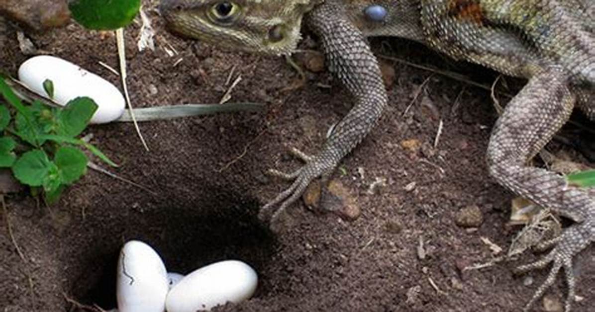 Do Lizards Lay Eggs