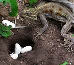 Do Lizards Lay Eggs