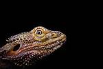 Do Lizards Make Noise?