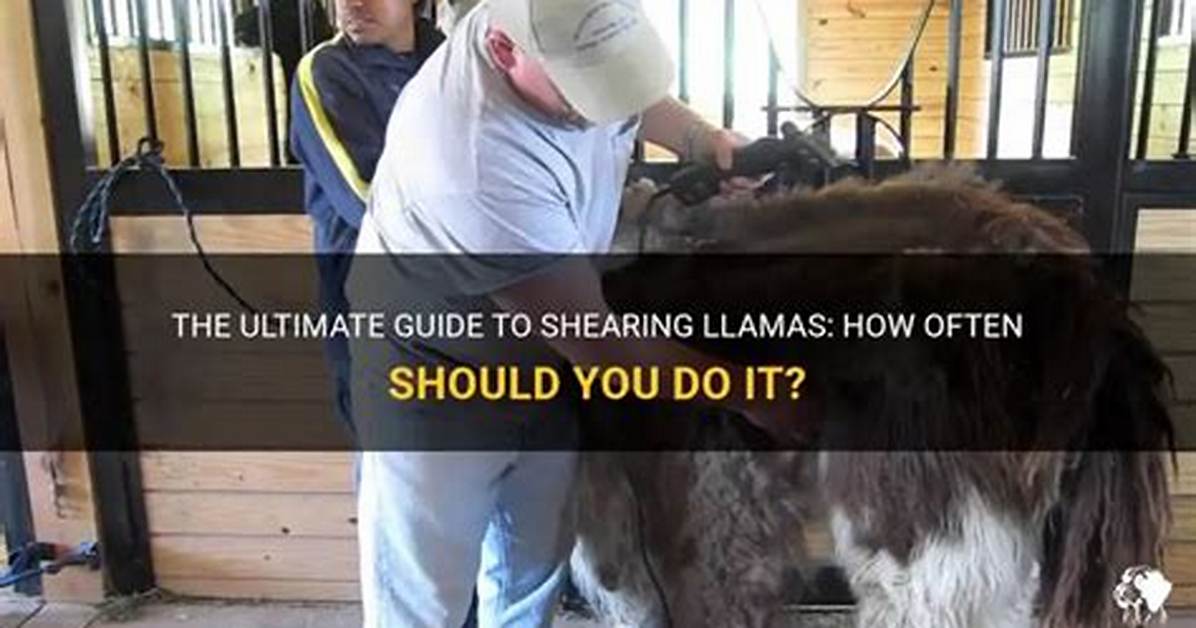 Do Llamas Need Shearing?