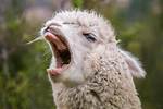 Do Llamas Spit