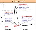 Do Local Potentials Cause Summation?