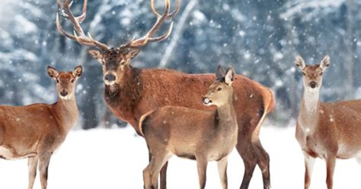 Do Logging Affect Deer?