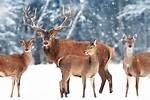 Do Logging Affect Deer?