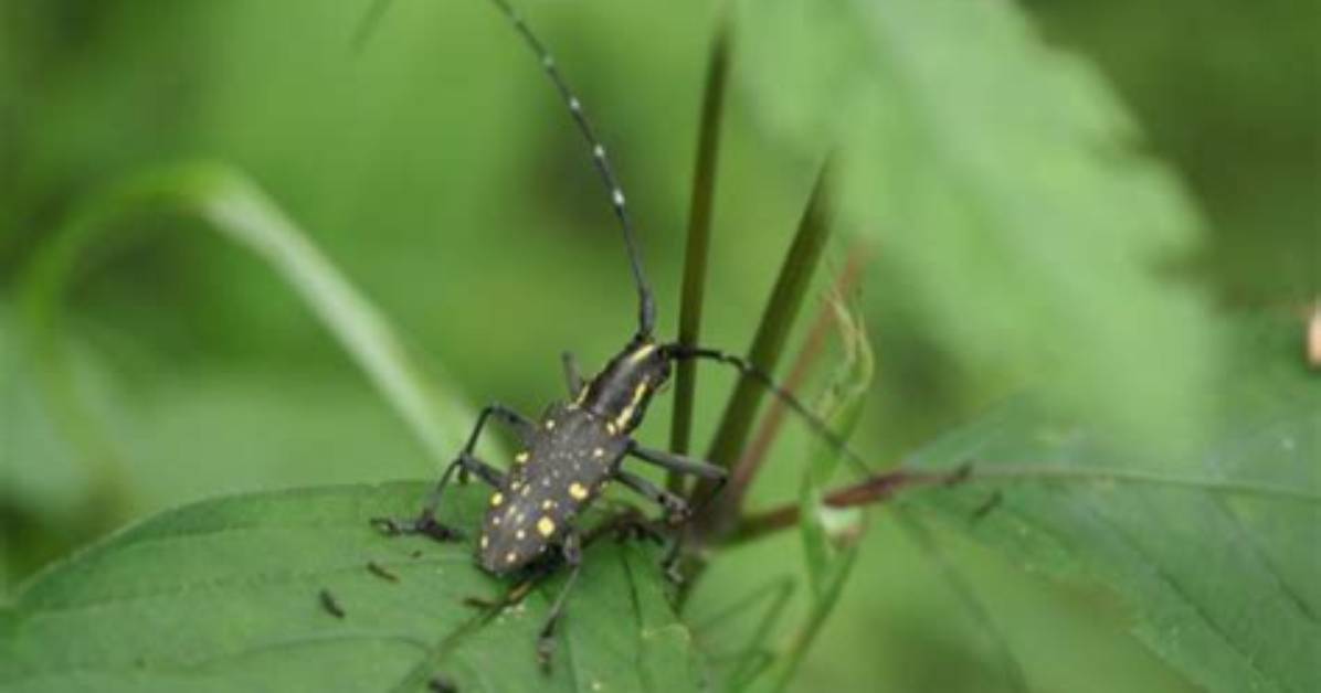 Do Longhorned Beetles Bite?