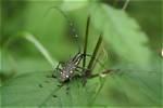 Do Longhorned Beetles Bite?