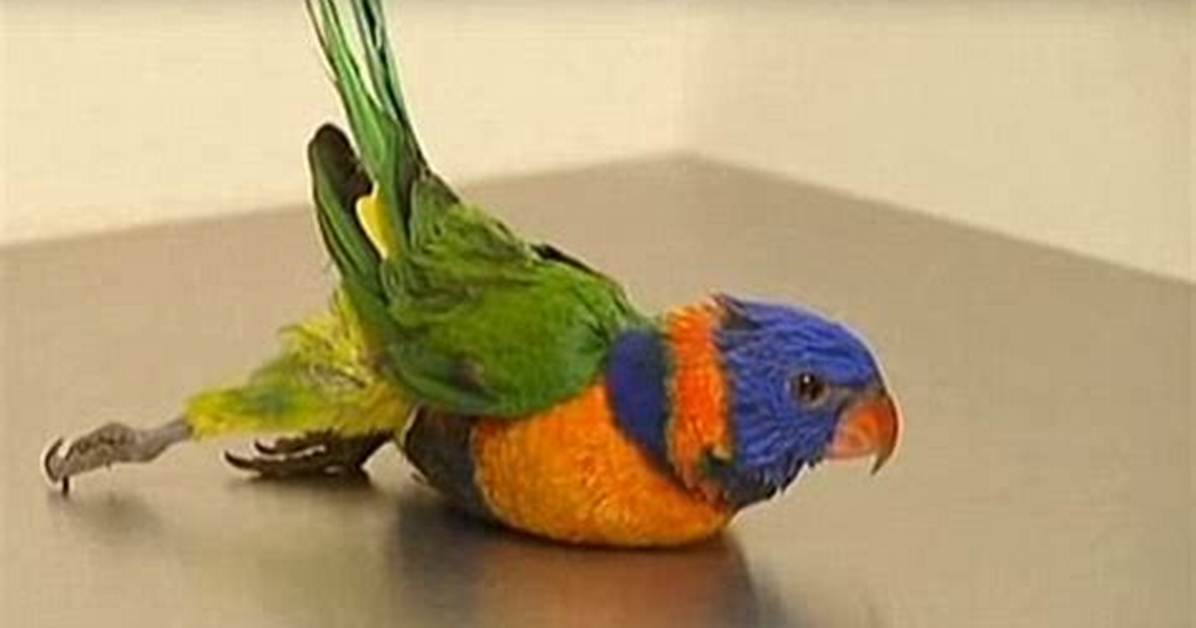 Do Lorikeets Get Drunk?