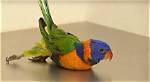 Do Lorikeets Get Drunk?