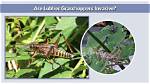 Do Lubber Grasshoppers Bite?