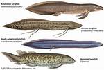 Do Lungfish Have Limbs?