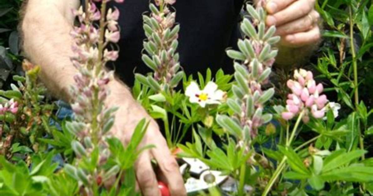 Do Lupins Need Deadheading?