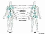 Do Lymph Nodes Feel Squishy?