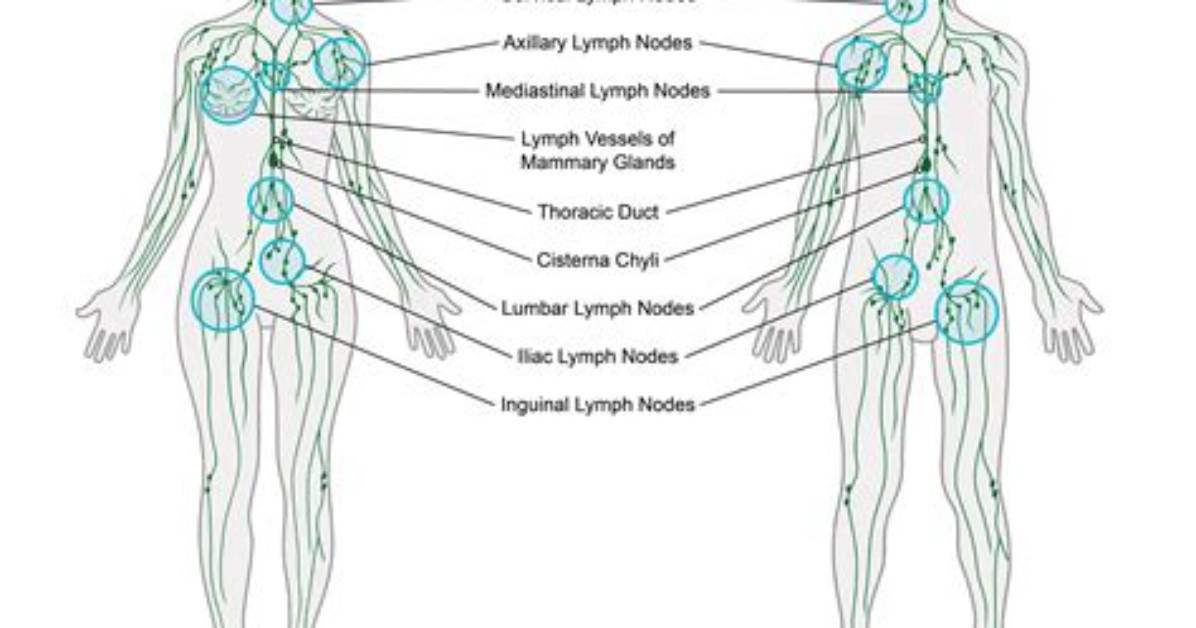 Do Lymph Nodes Move?
