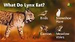 Do Lynxes Eat Wolves?