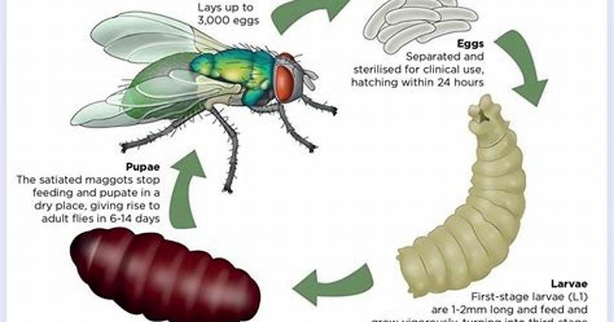 Do Maggots Clean Wounds?