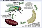 Do Maggots Clean Wounds?