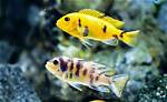 Do Malawi Cichlids Like Current?