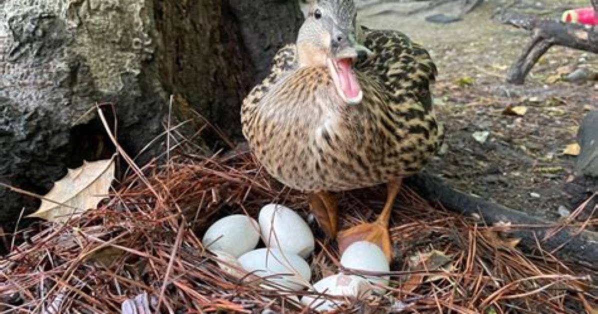 Do Mallards Lay Eggs?