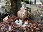 Do Mallards Lay Eggs?