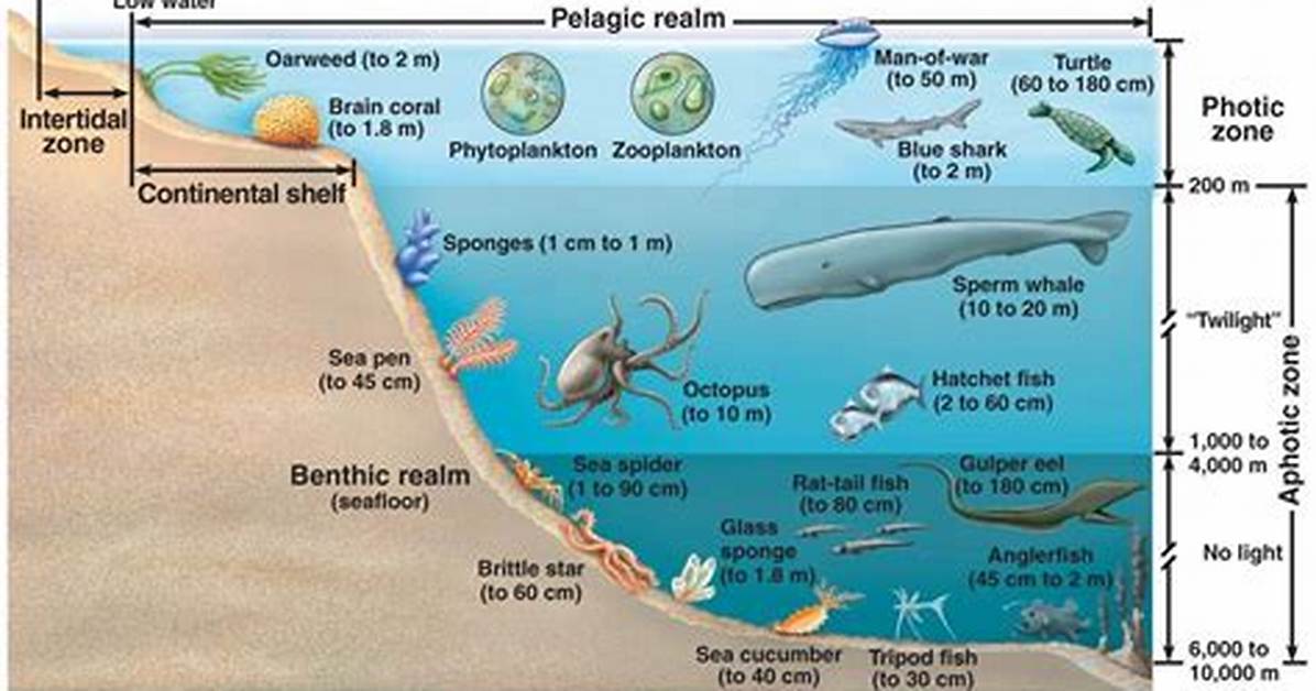 Do Many Benthic Organisms Live?