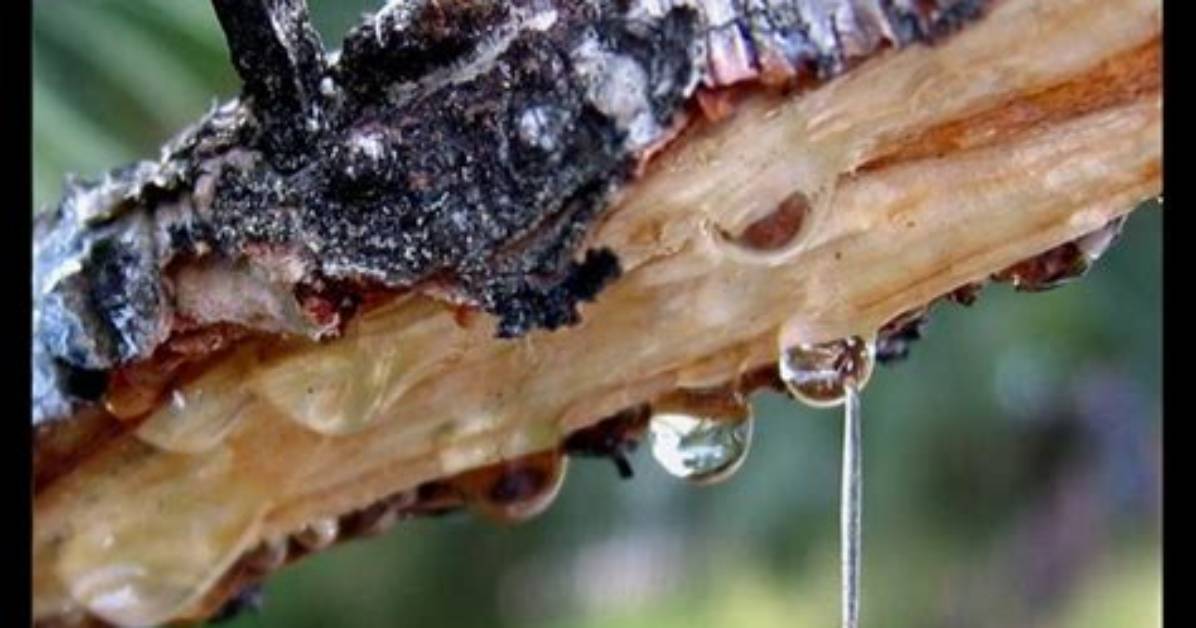 Do Maple Trees Drip Sap