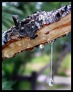 Do Maple Trees Drip Sap