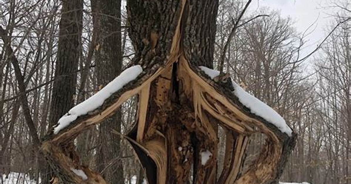 Do Maple Trees Explode? | Contextresponse. Com