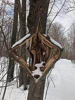 Do Maple Trees Explode? | Contextresponse. Com