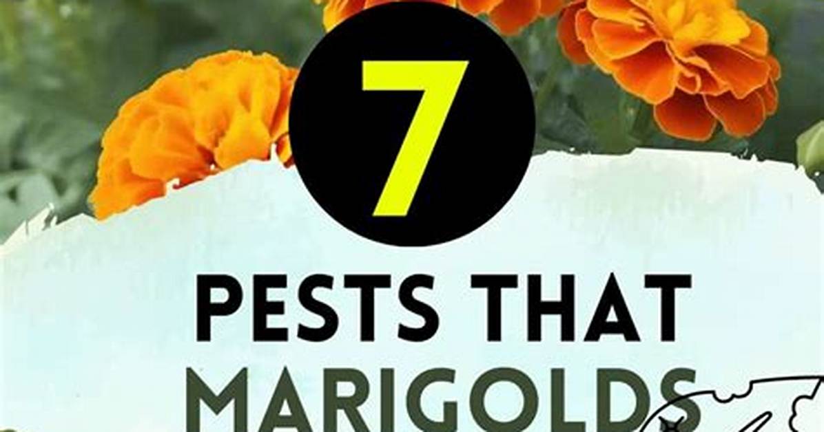 Do Marigolds Deter Pests?