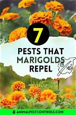 Do Marigolds Deter Pests?