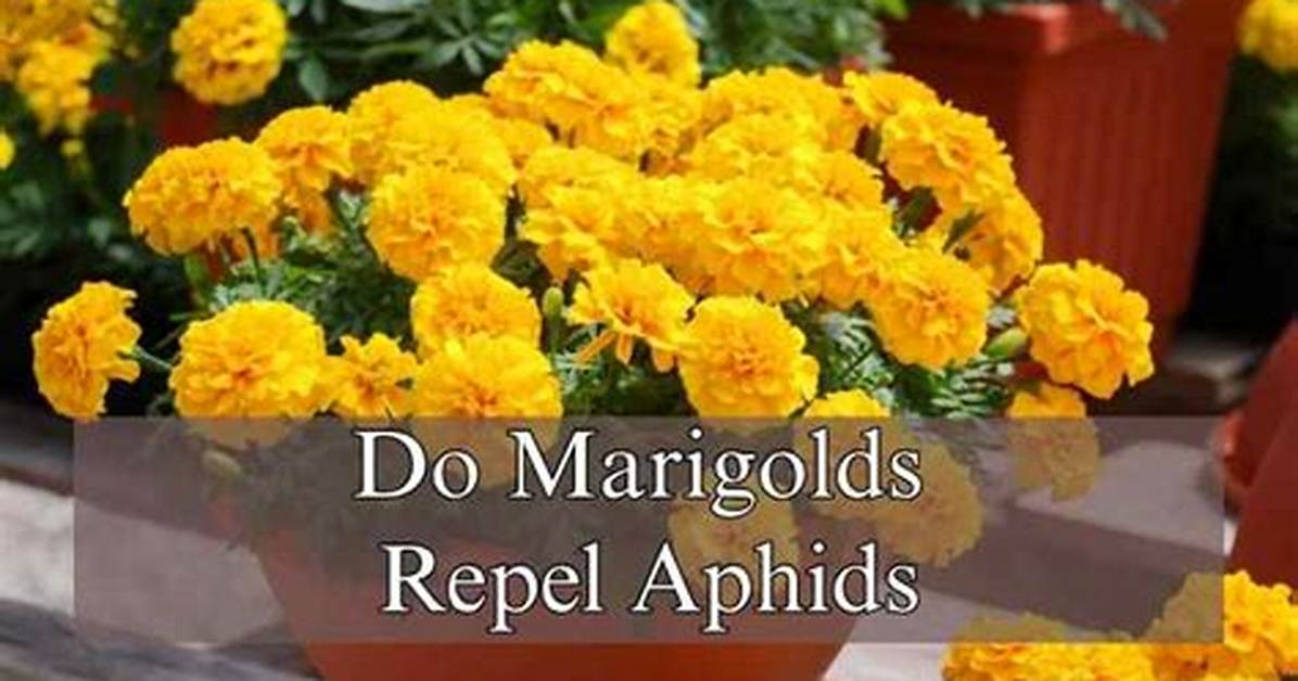 Do Marigolds Repel Aphids? | Contextresponse. Com