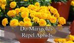 Do Marigolds Repel Aphids? | Contextresponse. Com