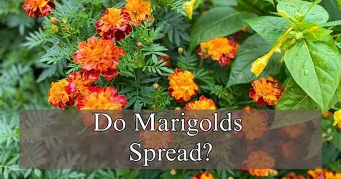 Do Marigolds Spread