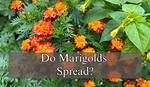 Do Marigolds Spread