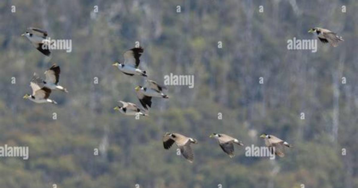 Do Masked Lapwings Migrate?