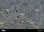 Do Masked Lapwings Migrate?
