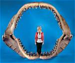 Do Megalodons Have Bones?