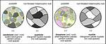 Do Metamorphic Rocks Have Interlocking Crystals?