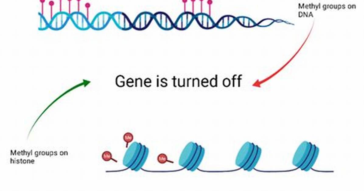 Do Methyl Groups Increase Gene Expression?