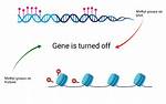 Do Methyl Groups Increase Gene Expression?