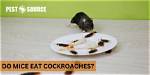 Do Mice Eat Cockroach