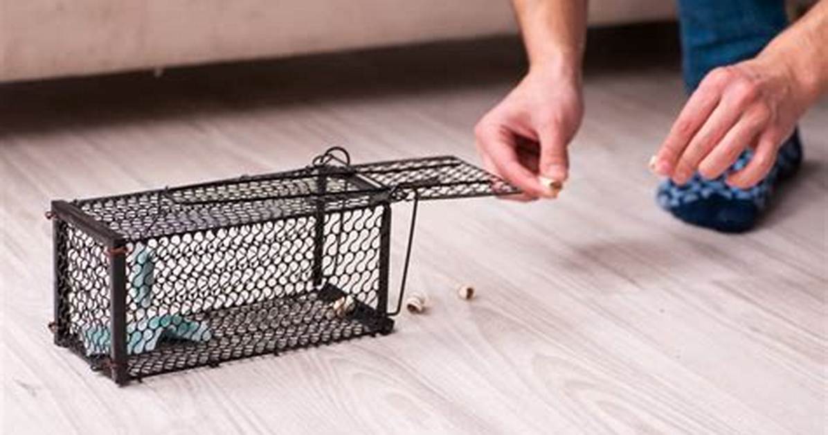 Do Mice Fall for Traps?