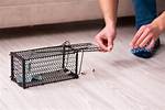 Do Mice Fall for Traps?